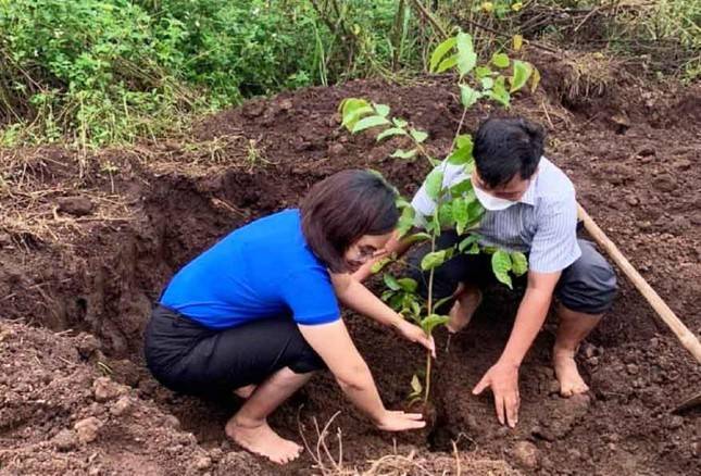 Vườn cây thanh niên giúp đoàn viên phát triển kinh tế